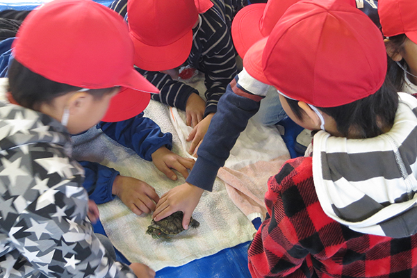 亀にふれる子供たち
