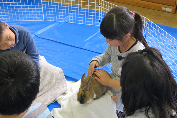 うさぎにふれる子供たち
